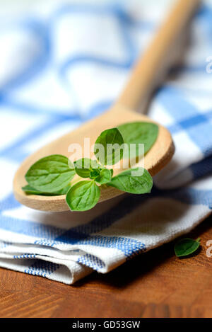 Oregano / (Origanum Vulgare) Stockfoto