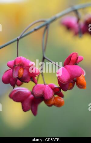 Pfaffenhuetchen / (Euonymus Europaeus) Stockfoto