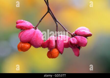 Pfaffenhuetchen / (Euonymus Europaeus) Stockfoto