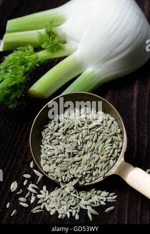 Fenchel und Fenchelsamen (Foeniculum Vulgare) Stockfoto