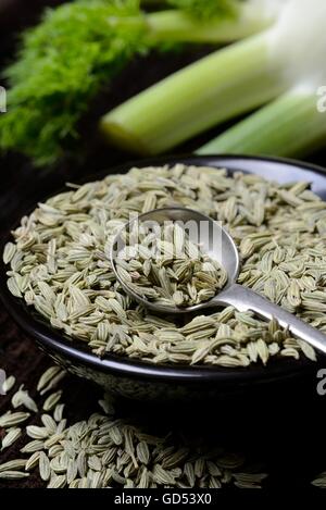 Fenchel und Fenchelsamen (Foeniculum Vulgare) Stockfoto