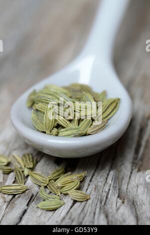 Fenchelsamen im Porzellanlöffel (Foeniculum Vulgare) Stockfoto