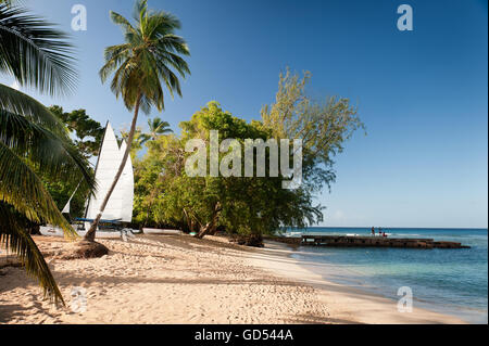 Katamaran unter Palme am Strand auf Barbados, West Indies Stockfoto