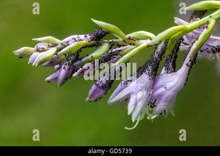 Blattläuse auf Hosta Blumen saugenden Stockfoto