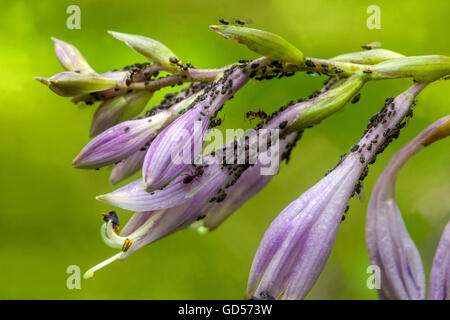 Blattläuse saugen auf der Hosta Blumen sap, Garten Schädlinge Nahaufnahme Stockfoto