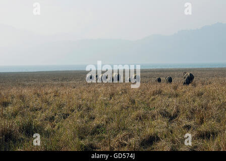Elefantenherde in Jim Corbett Nationalpark Stockfoto