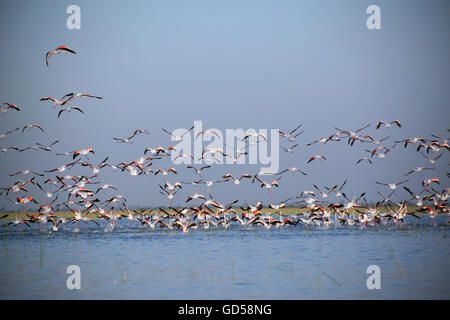 Eine Extravaganz von Flamingos fliegen Stockfoto