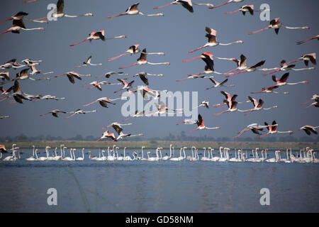 Eine Extravaganz von Flamingos fliegen Stockfoto