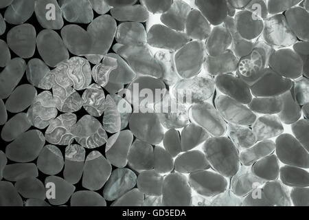 Nautilus Aufdruck auf transparente Edelsteine, beleuchtet mit einer Hintergrundbeleuchtung und einer in den Stein eingeschlossen. Stockfoto