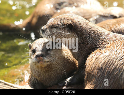 Ein paar kuscheln Oriental kurze Krallen Otter Stockfoto