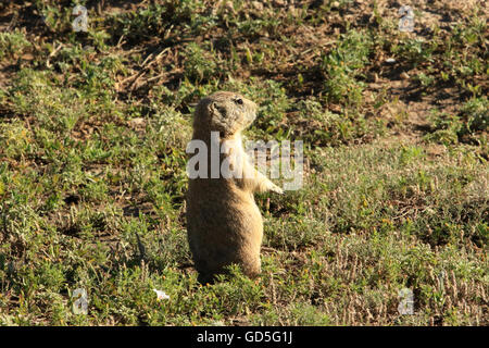 Präriehund in den Badlands National Park, South Dakota, USA Stockfoto