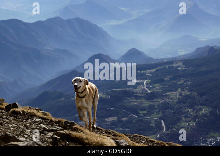 Ein Windhund Hund frei laufen seit dem Gipfel der Berge, Pedraforca Berg, Katalonien, Spanien. Stockfoto