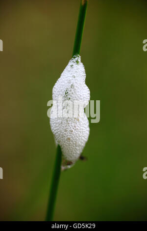 Cuckoo Spit auf einem Rasen-Stiel. Stockfoto