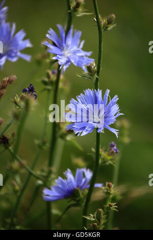 Gemeinsamen Chicorée Cichorium Intybus Blumen. Stockfoto