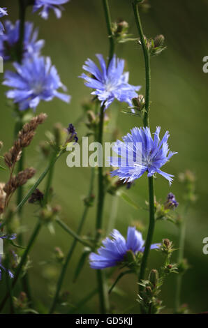 Gemeinsamen Chicorée Cichorium Intybus Blumen. Stockfoto