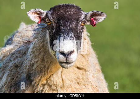 Kopfporträt der Norden von England Mule Sheep Ewe starrte geradeaus Stockfoto