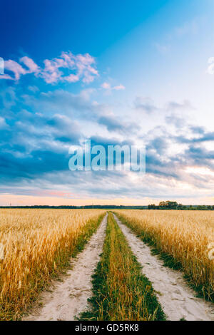 Landschaft-Feldweg durch Weizenfeld. Gelbe Gerstenfeld im Sommer. Landwirtschaftlichen Saison, Zeit der Ernte. Stockfoto