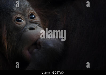 Madrid, Spanien. 11. Juli 2016. Die Neugeborenen Bornean Orangutan abgebildet mit ihrer Mutter Surya im Zoo von Madrid. Bildnachweis: Jorge Sanz/Pacific Press/Alamy Live-Nachrichten Stockfoto