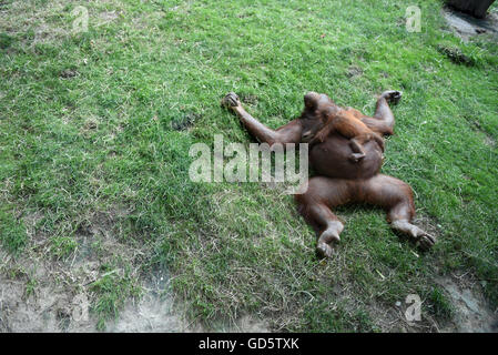 Madrid, Spanien. 11. Juli 2016. Die Neugeborenen Bornean Orangutan abgebildet mit ihrer Mutter Surya im Zoo von Madrid. Bildnachweis: Jorge Sanz/Pacific Press/Alamy Live-Nachrichten Stockfoto