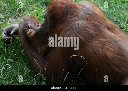 Madrid, Spanien. 11. Juli 2016. Die Neugeborenen Bornean Orangutan abgebildet mit ihrer Mutter Surya im Zoo von Madrid. Bildnachweis: Jorge Sanz/Pacific Press/Alamy Live-Nachrichten Stockfoto