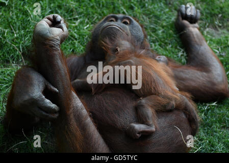 Madrid, Spanien. 11. Juli 2016. Die Neugeborenen Bornean Orangutan abgebildet mit ihrer Mutter Surya im Zoo von Madrid. Bildnachweis: Jorge Sanz/Pacific Press/Alamy Live-Nachrichten Stockfoto