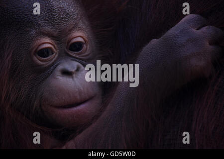 Madrid, Spanien. 11. Juli 2016. Die Neugeborenen Bornean Orangutan abgebildet mit ihrer Mutter Surya im Zoo von Madrid. Bildnachweis: Jorge Sanz/Pacific Press/Alamy Live-Nachrichten Stockfoto