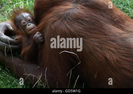 Madrid, Spanien. 11. Juli 2016. Die Neugeborenen Bornean Orangutan abgebildet mit ihrer Mutter Surya im Zoo von Madrid. Bildnachweis: Jorge Sanz/Pacific Press/Alamy Live-Nachrichten Stockfoto