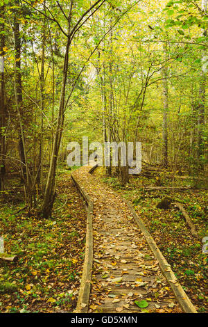 Hölzerne Internat Weg Weg Weg im herbstlichen Wald. Stockfoto