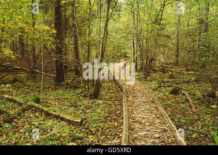 Hölzerne Internat Weg Weg Weg im herbstlichen Wald. Stockfoto