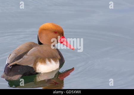 Eisenhaltige Ente (aka., eisenhaltige Tafelenten Aythya Nyroca fudge Ente). Oberen Zürichsee, Schweiz Stockfoto