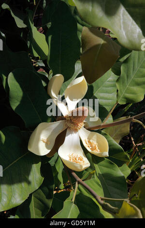 MAGNOLIA DELAVAYI IN SOMMERBLUME. Stockfoto