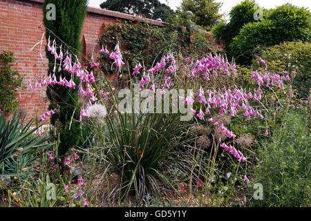 DIERAMA PULCHERRIMUM. ENGELS ANGELRUTE, WANDFLOWER. Stockfoto