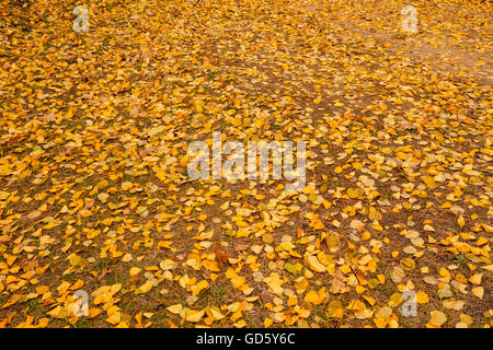 Gelbe Blätter auf den Boden gefallen. Herbst, Wald-Hintergrund. Stockfoto