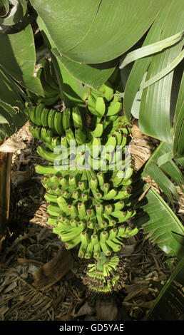 Bananenbaum in Spanien. Kanarischen Inseln. La Palma. Vertikal Stockfoto