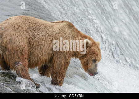 Grizzly Bear Lachs zu fangen, an der Spitze eines Wasserfalls. Brook Falls, Alaska Stockfoto