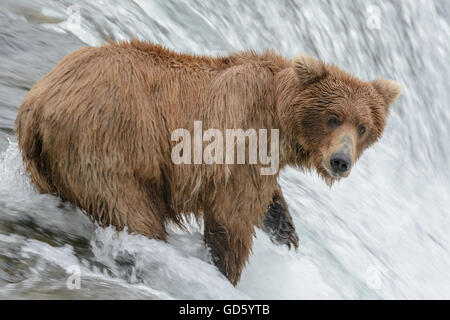 Grizzly Bear Lachs zu fangen, an der Spitze eines Wasserfalls. Brook Falls, Alaska Stockfoto