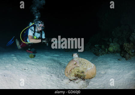 Männlichen Taucher mit einem maskierten Kugelfisch (Arothron Diadematus), Nacht Tauchen im Roten Meer, Ägypten Stockfoto