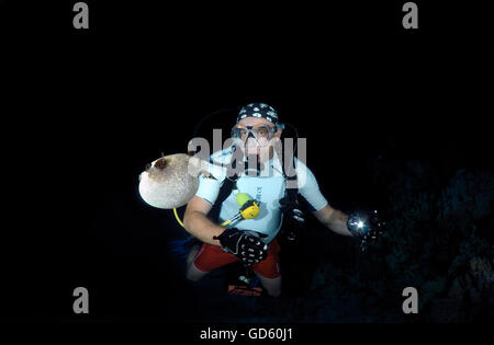 Männlichen Taucher mit einem maskierten Kugelfisch (Arothron Diadematus), Nacht Tauchen im Roten Meer, Ägypten Stockfoto