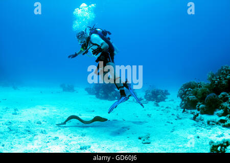 Muräne schwimmt unter Scuba Diver, Riesen Muräne (Gymnothorax Javanicus), Shark Yolanda Reef Nationalpark Ras Mohammed, Sinai Stockfoto