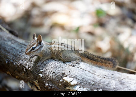 Merriam-webster's Streifenhörnchen (Tamias merriami) sitzt auf einem gefallenen Baum Stockfoto