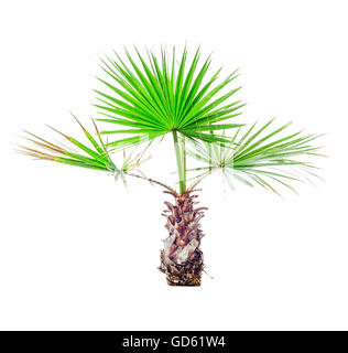 Kleine Palme isoliert auf weißem Hintergrund Stockfoto