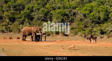 Elefant, trinken und Warzenschwein und Zebra warten ihrerseits auf das Wasserloch in Addo Elephant National Park, Südafrika Stockfoto