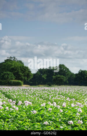 Bereich der Kartoffeln in Blüte im Vereinigten Königreich Stockfoto