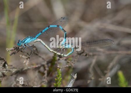 Tandem (Paarung) paar gemeinsame blaue Libellen (Enallagma Cyathigerum) in Berkshire, England Stockfoto