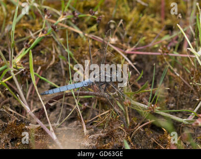 Männliche gekielt Skimmer (Orthetrum Coerulescens) auf Heideland in Berkshire, England Stockfoto