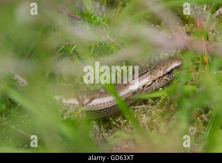 Wurm (geschiedenen Fragilis) unter den Moosen zu verlangsamen und Rasen in Berkshire, England Stockfoto