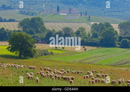 Toskana-Landschaft, in der Nähe von Asciano, Provinz Siena, Crete Senesi, Toskana, Italien Stockfoto