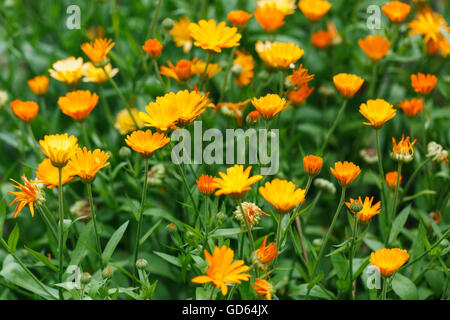 Bright Sommer Hintergrund mit wachsenden Blumen Calendula, Ringelblume Stockfoto
