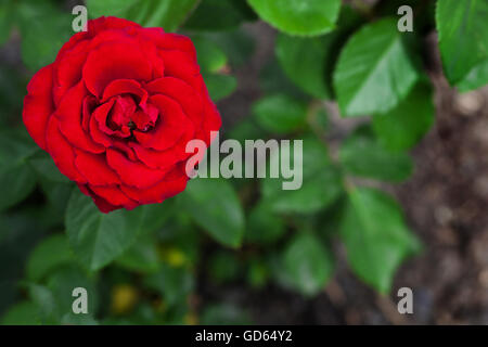Einzelne große rote rose im Garten, Top Aussicht, selektiven Fokus Stockfoto