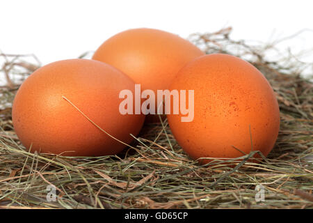 Drei Hühnereier im Nest. Detailansicht. Stockfoto